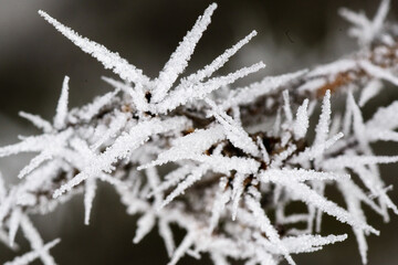 Frost auf Strauch