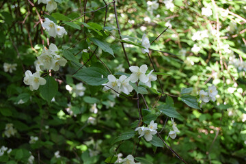 Fototapeta premium white flowers in a forest