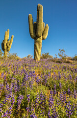 USA, Arizona, Peridot Mesa. Saguaro cactus and lupine flowers.