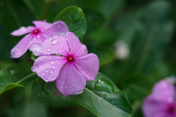 Blume mit Wassertropfen