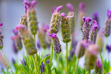lavender flowers in the garden