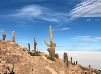 cactus desert rocky  island Isla Incahuasi. Echinopsis atacamensis. Cardon. Trichocereus pasacana. Gigantic cacti plants in salt flat Salar de Uyuni.