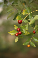 Summer fruits of the ziziphus tree, greenery, summer day