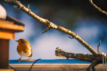 robin perched on a branch