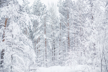 White winter in pine  forest 