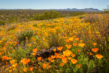 USA, Arizona, Peridot Mesa. California poppies in bloom.
