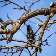 A beautiful common starling nesting in the garden. Starling singing and nesting in the spring. Beautiful spring scenery with a bird.