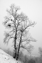 Winter tree on hillside in blizzard