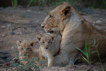 A female lion and her two cubs seen on a safari in South Africa