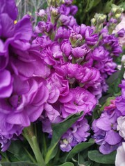 A garden flower in purple pink