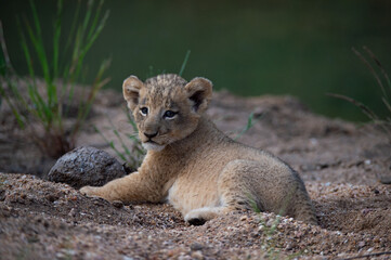 An adorable Lion cub seen on a safari in the Kruger National Park, South Africa.
