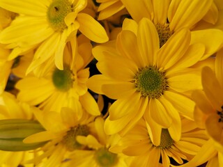 Yellow cut flowers photographic close-up