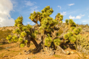 USA, Arizona, Virgin River Canyon Recreation Area. Joshua tree close-up in desert.