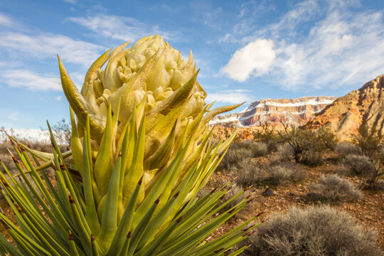 USA, Arizona, Virgin River Canyon Recreation Area. Yucca plant bloom close-up.