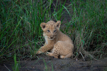 An adorable Lion cub seen on a safari in the Kruger National Park, South Africa.