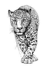 Sketch of a walking leopard. Hand drawn style print. Vector black and white illustration.
