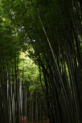 Fototapeta na wymiar Bamboo Forest Path in Kyoto, Japan