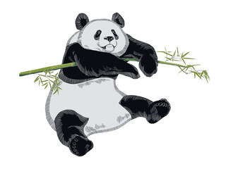 Resting panda near bamboo on white background.