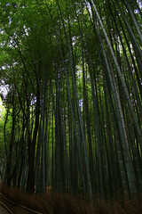 Bamboo Forest Path in Kyoto, Japan
