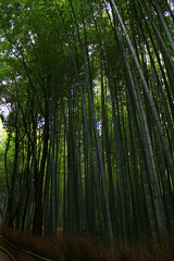 Fototapeta premium Bamboo Forest Path in Kyoto, Japan
