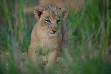 An adorable Lion cub seen on a safari in the Kruger National Park, South Africa.