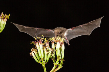 USA, Arizona, Santa Cruz County. Bat feeds on yucca nectar. © Danita Delimont