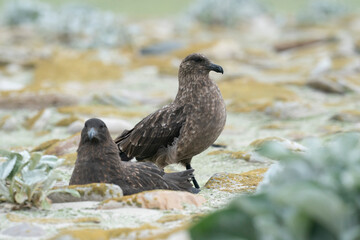 Obraz premium The Falkland Skua (Catharacta antarctica)