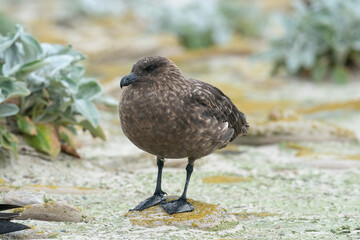 The Falkland Skua (Catharacta antarctica)