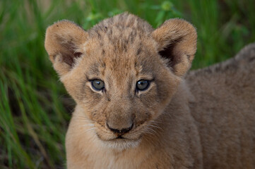 Obraz na płótnie Canvas An adorable Lion cub seen on a safari in the Kruger National Park, South Africa.
