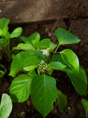 Plantations of peppers in the field. Close up green and red papers