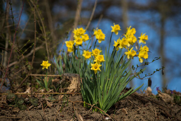 view of yellow daffodils bouquet in a public garden