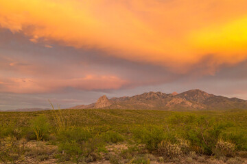 Obraz premium USA, Arizona, Santa Cruz County. Santa Rita Mountains and cholla cactus at sunset.