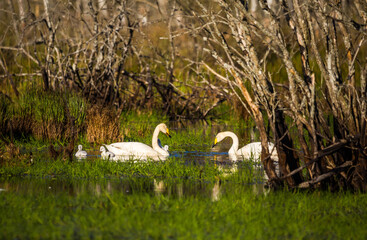 A beautiful family of wild whooper swand in wetlands. Adult birds with cygnets swimming in water. Beautiful springtime scenery with cygnus cygnus family.