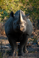A Black Rhino seen on a safari in South Africa