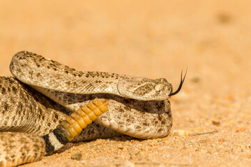 USA, Arizona, Santa Cruz County. Close-up of coiled western diamondback rattlesnake.