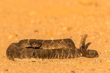 USA, Arizona, Santa Cruz County. Close-up of coiled western diamondback rattlesnake.