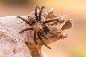 USA, Arizona, Santa Cruz County. Close-up of tarantula.