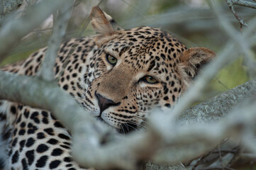 Fototapeta na wymiar A wild leopard seen on a safari in Kruger National Park