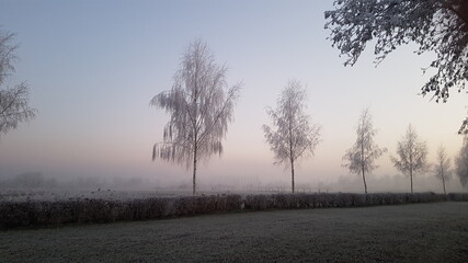 Birke im Nebel