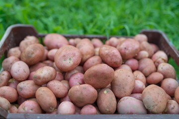 Pile of newly harvested and washed potatoes - Solanum tuberosum in plastic box on grass. Harvesting potato roots in homemade garden. Organic farming, healthy food, BIO viands, back to nature concept.