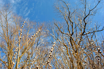 Twigs of a blossoming white fluffy willows and trees, blue sky background, spring sunny day