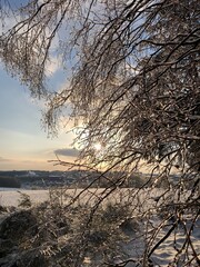 Frozen Tree in the Sun 