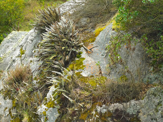 bosque natural