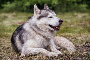 A beautiful husky dog having rest in a forest.