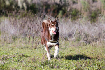 Full body portrait of a young brown male husky trotting