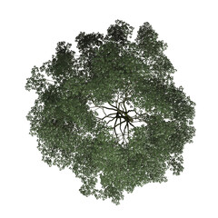 VEGETATION TOP VIEW - TREES AND BUSHES IN PLAN