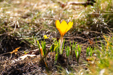 Crocus flavus, known as yellow crocus