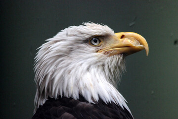 Perfil de aguila Real en Ketchikan, Alaska