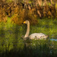 A beautiful family of wild whooper swand in wetlands. Adult birds with cygnets swimming in water. Beautiful springtime scenery with cygnus cygnus family.
