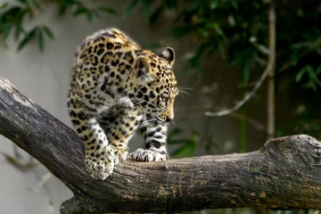 Foto op Plexiglas Baby Jaguar © Ronnie Howard